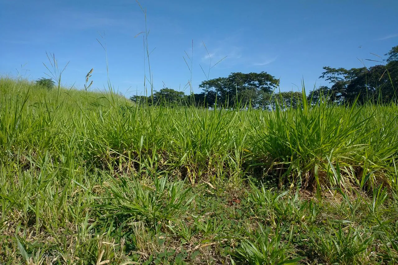 Pesquisa identifica genótipos de braquiária com maior produtividade e potencial para novas cultivares